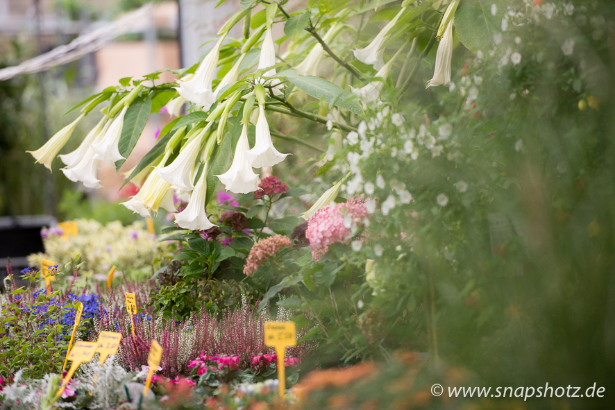 Blumen Tomfort Eine große Vielfalt an Pflanzen